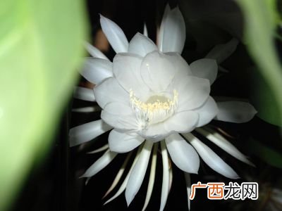 昙花什么时候开,昙花的变化过程和变化原因？
