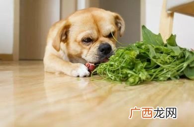 狗狗能吃生菠菜吗,小狗不能吃的东西有哪些？萝卜和菠菜能吃么？