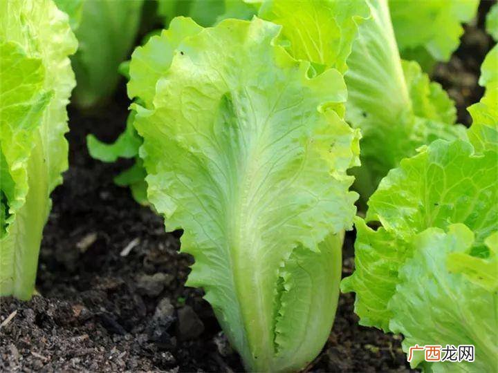 种青菜怎么撒种子,刚撒下的快菜种子能用苏打水喷泥土吗？