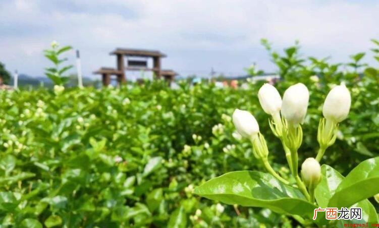 茉莉花的寓意是什么呢? 茉莉花的寓意是什么