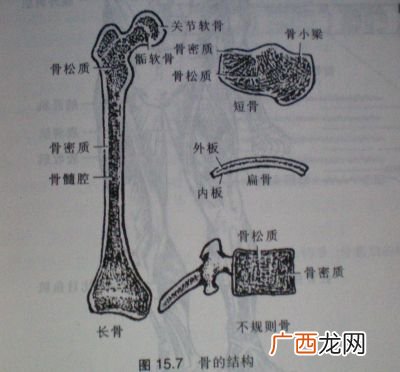 骨的结构是什么,骨的构造和形态分布？