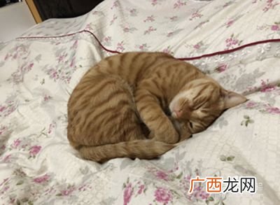 猫拉不出屎怎么办,刚出生的小猫不排便怎么办？