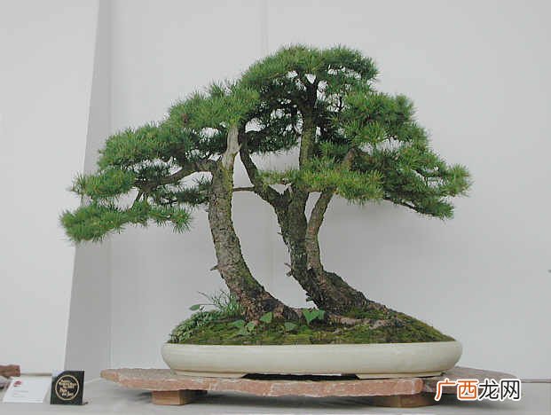 哪些松树最适合用作盆景,什么松树养家里好？