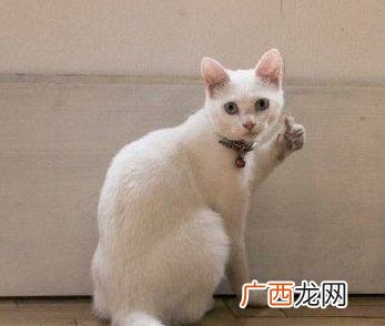 大理寺日志李饼为什么是猫,大理寺少卿怎么变成猫的？