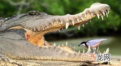 鳄鱼与牙签鸟是什么关系,一只鸟是怎么从鳄鱼口中逃脱的?