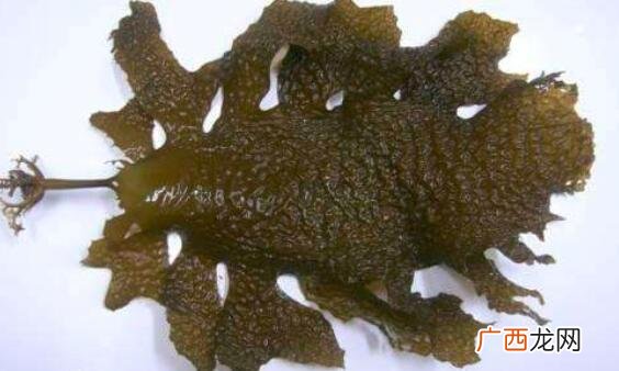 海藻和昆布的营养价值区别 海藻和昆布的区别