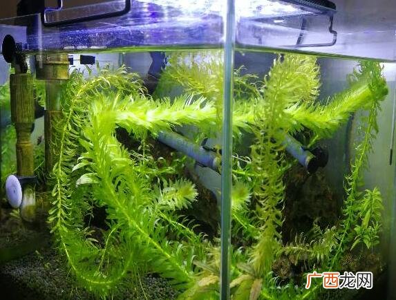 水草蜈蚣草怎么养,蜈蚣草需要底砂吗？