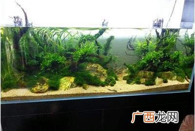 鱼缸壁上的藻怎么去除,养什么能除去鱼缸的绿藻？