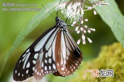 填比喻句飞舞着的蝴蝶像什么,蝴蝶花像什么？