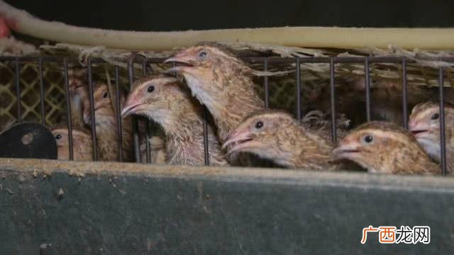 鹌鹑鸟的养殖方法及生蛋的所需时间,鹌鹑第一次下蛋？