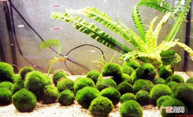 地球上最少的光合自养生物是什么 地球上最小的光合自养生物是什么
