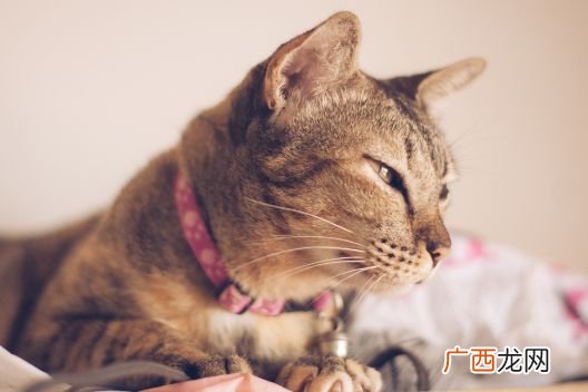 公猫一直叫是怎么回事,公猫一直叫是怎么回事？