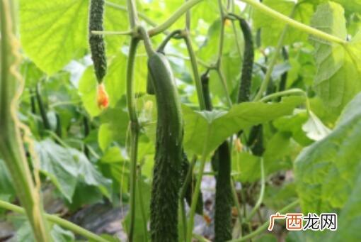 黄瓜什么时候播种,全国黄瓜种植时间及分布？