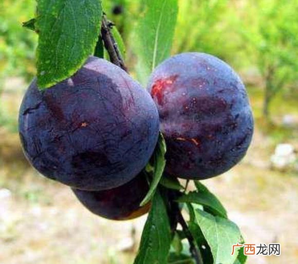 黑布林大李子是什么梗,黑布林名字由来？