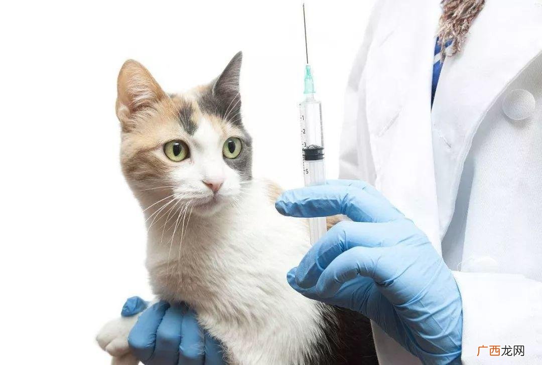 如何给小猫打疫苗,猫多大才可以打疫苗?