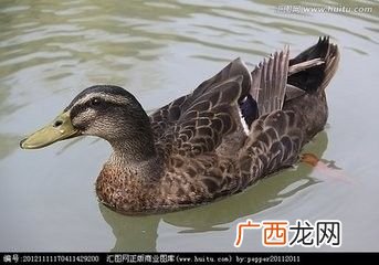 杀鸭如何快速拔毛,鸭毛第一次没拔干净怎么补救？