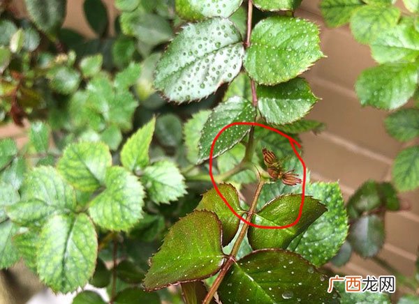 如何判断月季的盲枝,月季怎么知道长的是侧芽还是叶子？