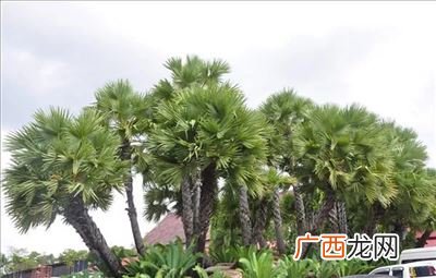 绿化树种类,世界生长最快的树十大排名？