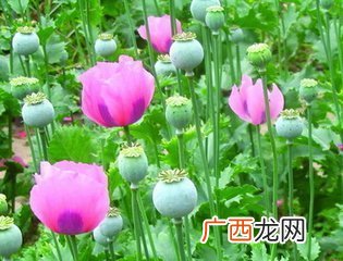 罂粟花为什么被称为罪恶之花,和罂粟花相关的故事传说？