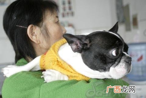 狗细小是什么病,关于犬细小的死因？