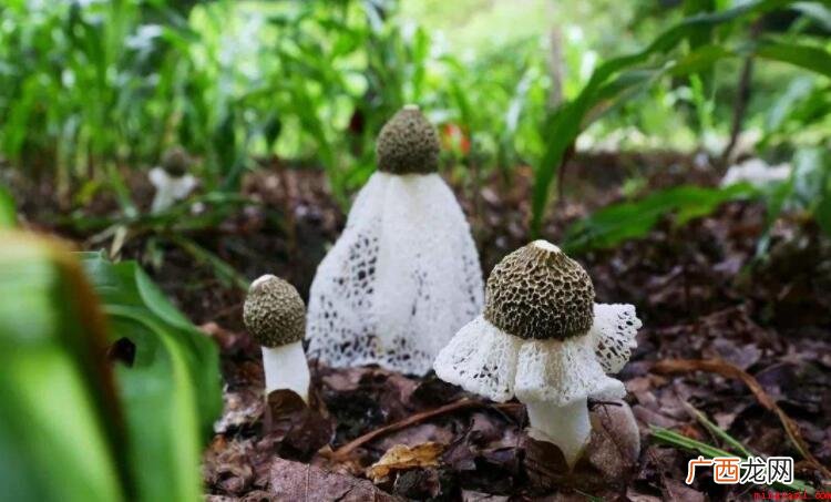 竹荪的伞裙是否能吃除_健康频道 竹荪的伞裙能吃吗
