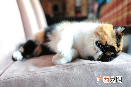 猫咪嗜睡是怎么回事,幼猫嗜睡的原因是啥啊？