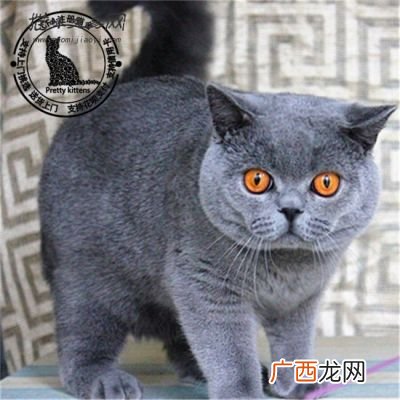 英国短毛猫和蓝猫区别,法国蓝猫和英短的区别？