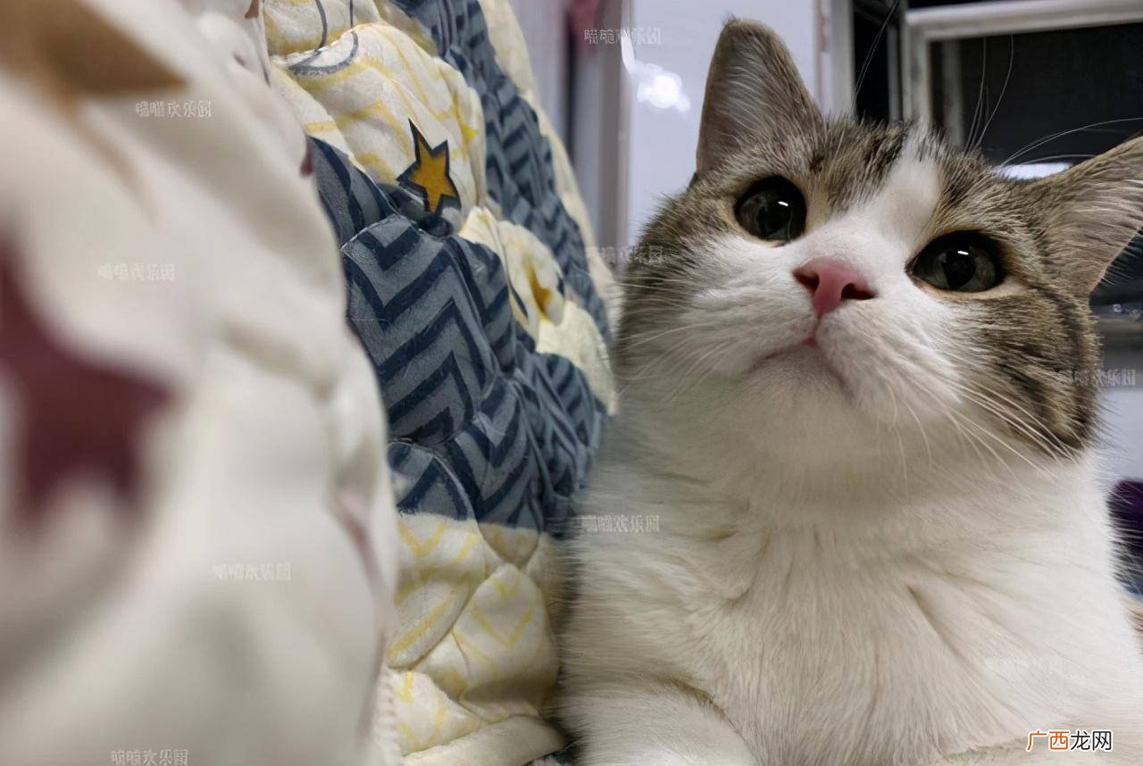 猫最讨厌什么东西或者味道,清凉油的味道能驱赶猫吗？
