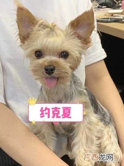 不掉毛的狗狗品种有哪些,不叫不掉毛的狗排行榜?