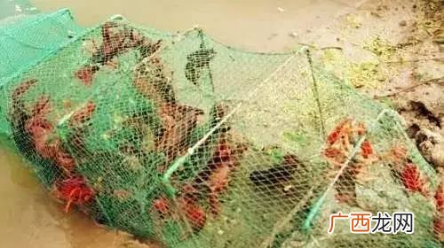 地笼用什么食捕龙虾,地笼里放什么饵料，捕鱼和虾多一点？