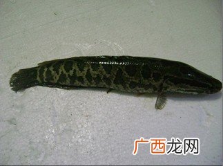 黑鱼苗怎么养殖,黑鱼什么时候喂肉食比较好？