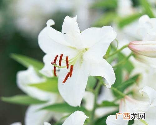 什么花的花语是卑微而绝望的爱,香蒲的花语和意思是什么？