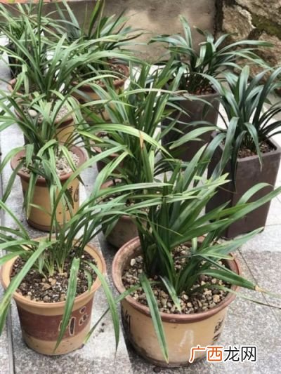 兰花怎么种,兰花植物怎么养？