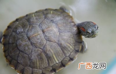 红耳巴西龟,巴西红耳龟可以活多少年？