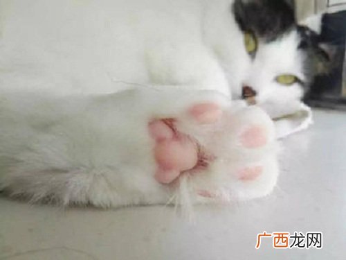 猫肉是什么样的,八种姿势吸猫？