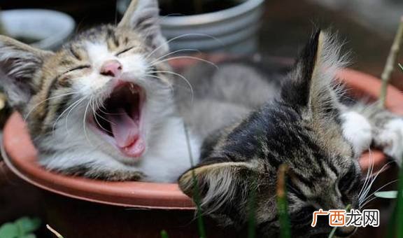 两只猫在一起为什么会打架,两只猫对着叫怎么回事？
