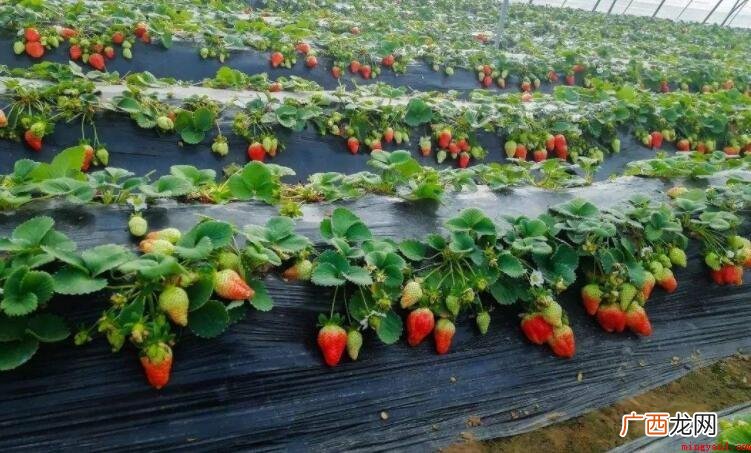 草莓种子怎么催芽 催芽成功的方法 草莓种子怎么催芽