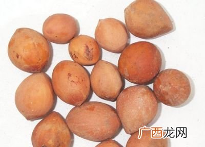 榧子是什么东西,草榧和香榧是一样的东西吗？