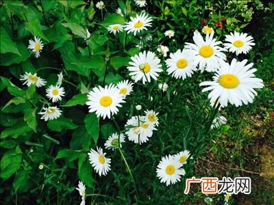 小雏菊应该怎么养的养护方法,绒球雏菊养殖？