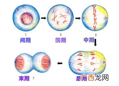 有丝分裂的概念是什么,分裂和有丝分裂有什么区别吗？