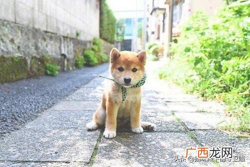 柴犬掉毛厉害吗,不掉毛的狗排名柴犬？