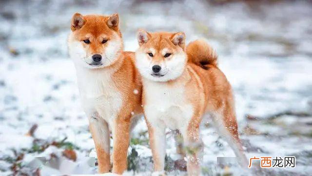 柴犬掉毛厉害吗,不掉毛的狗排名柴犬？