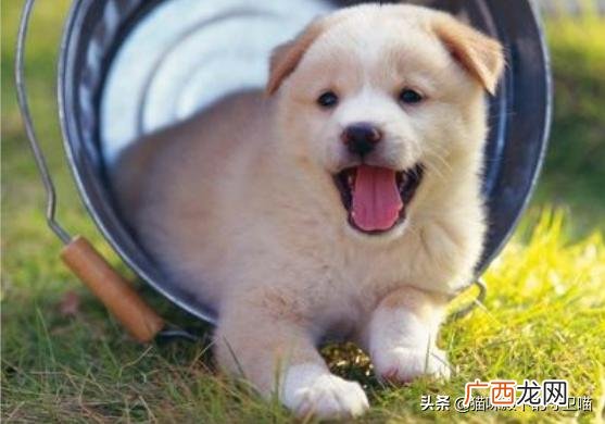 狗流口水是怎么回事,狗狗总是流口水是怎么回事？