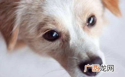 狗流口水是怎么回事,狗狗总是流口水是怎么回事？
