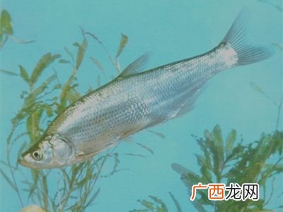 翘嘴是什么鱼,大家说的翘嘴、白条、马口是一种鱼吗？