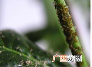 草蛉的特点,一种头很像蚂蚱,但翅膀像树叶,绿色的昆虫是什么昆虫？