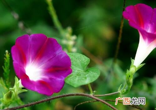 牵牛花有没有毒,野生的牵牛花能不能喂给兔子吃？