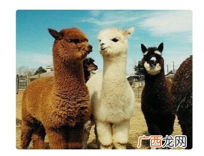 草泥马是什么意思,羊驼表情是什么意思？