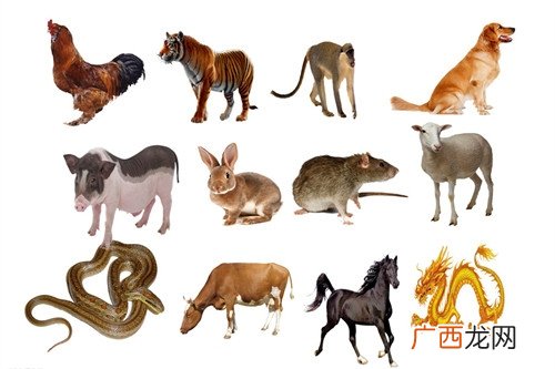 2021年属什么生肖,2021生肖是属什么的？