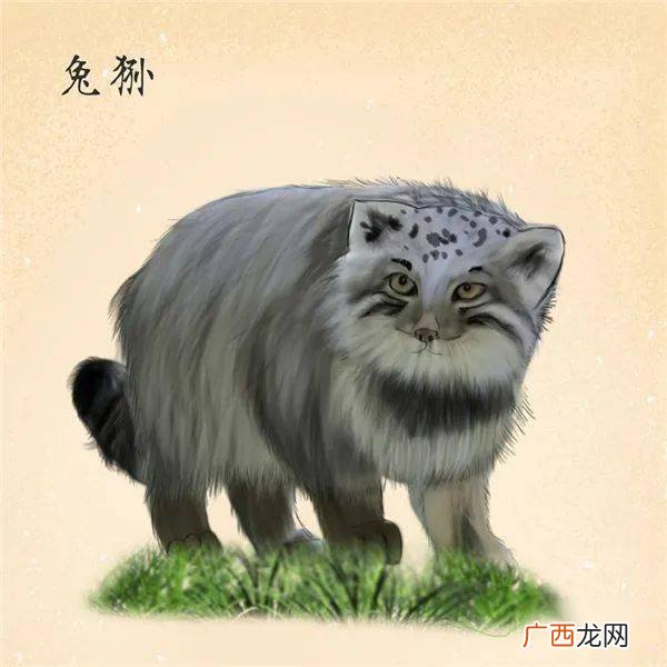 兔狲是几级保护动物,三江地源区保护动物？